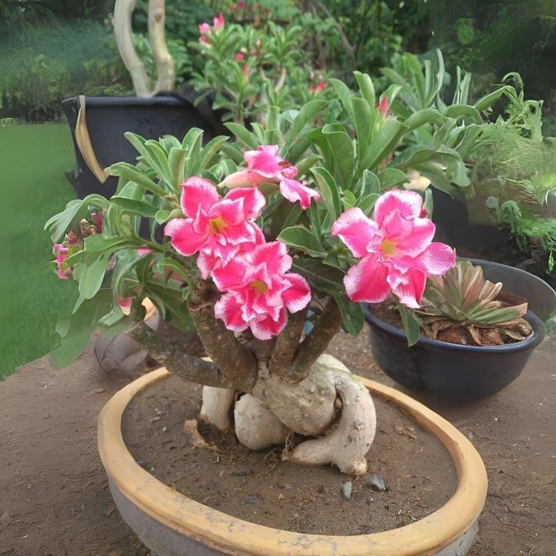 Adenium (Desert Rose) 39 – Flowering Plant