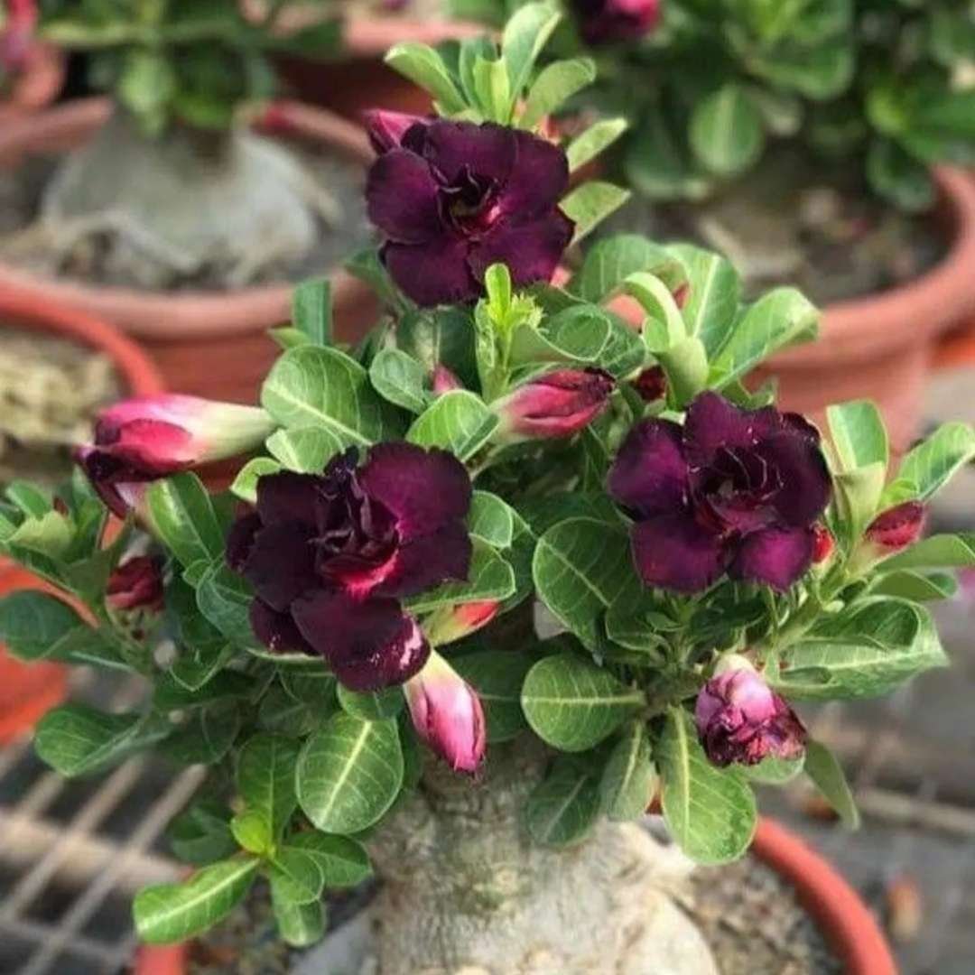 Adenium (Desert Rose) 2 – Flowering Plant