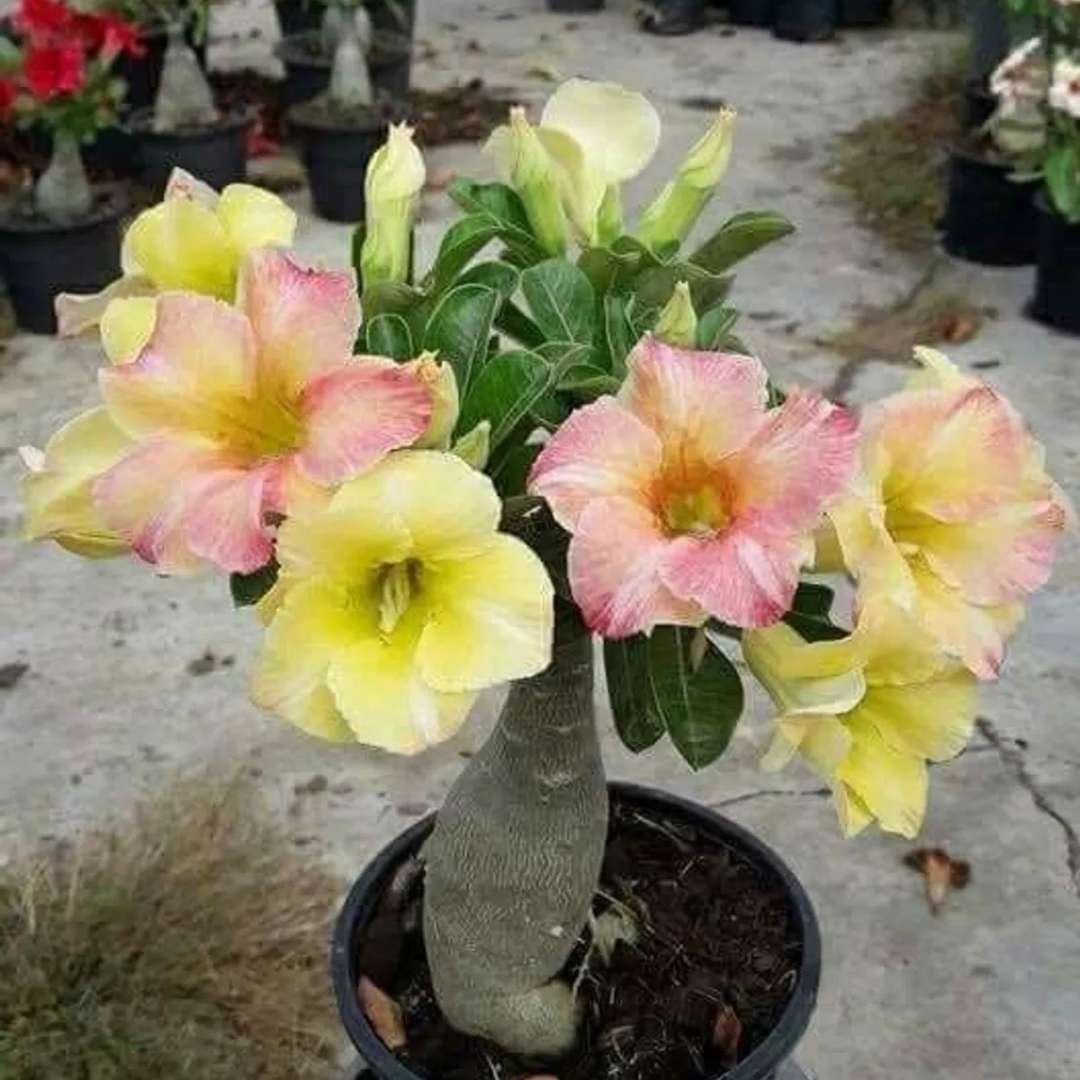 Adenium (Desert Rose) 37 – Flowering Plant