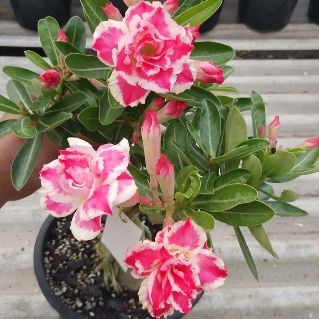 Adenium (Desert Rose) 18 – Flowering Plant