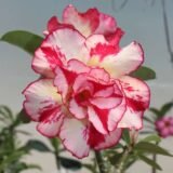 Adenium (Desert Rose) 6 – Flowering Plant