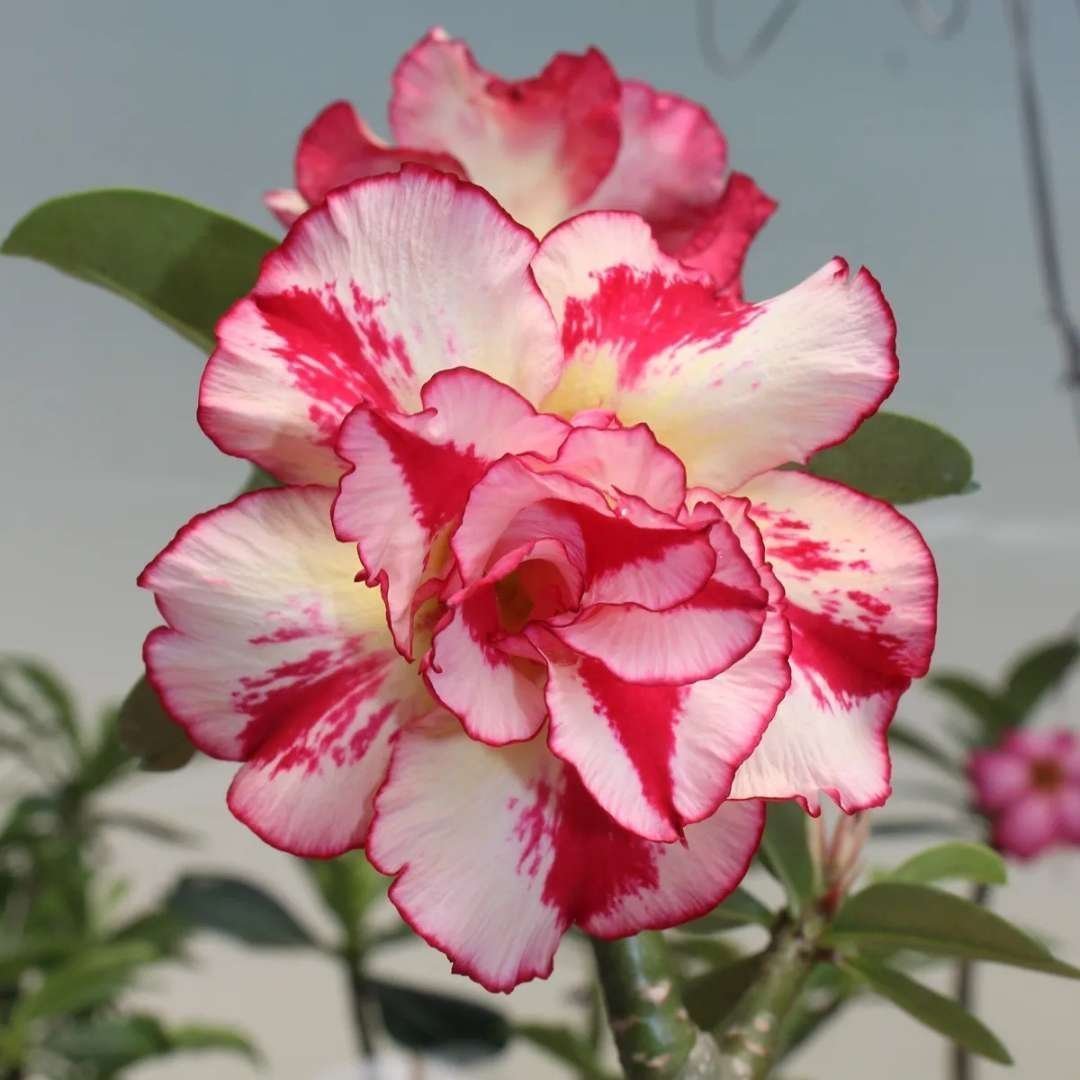 Adenium (Desert Rose) 6 – Flowering Plant