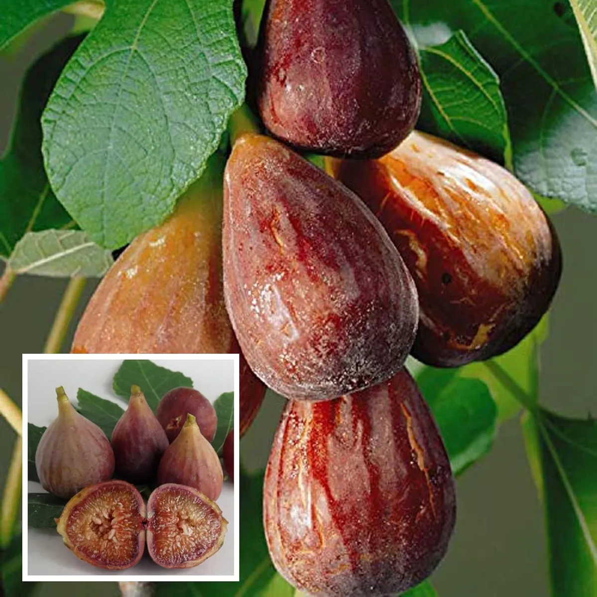 Brown Turkey Fig Plant – Anjeer