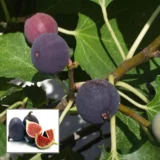 Black Mission Fig Plant – Anjeer