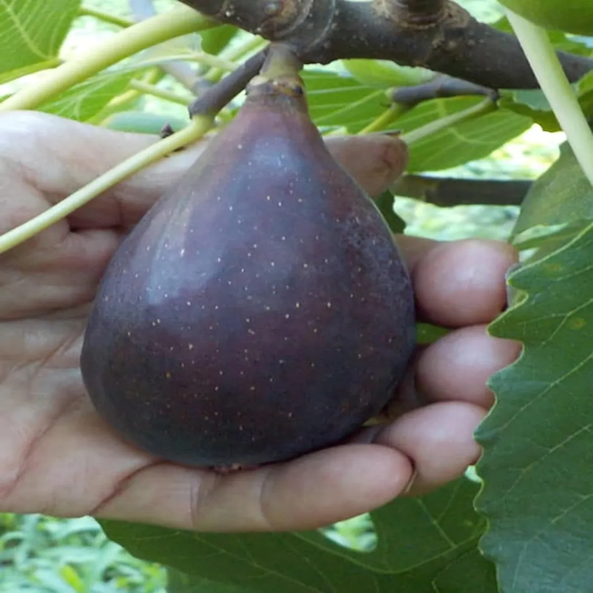 Black Mission Fig Plant – Anjeer - Image 4