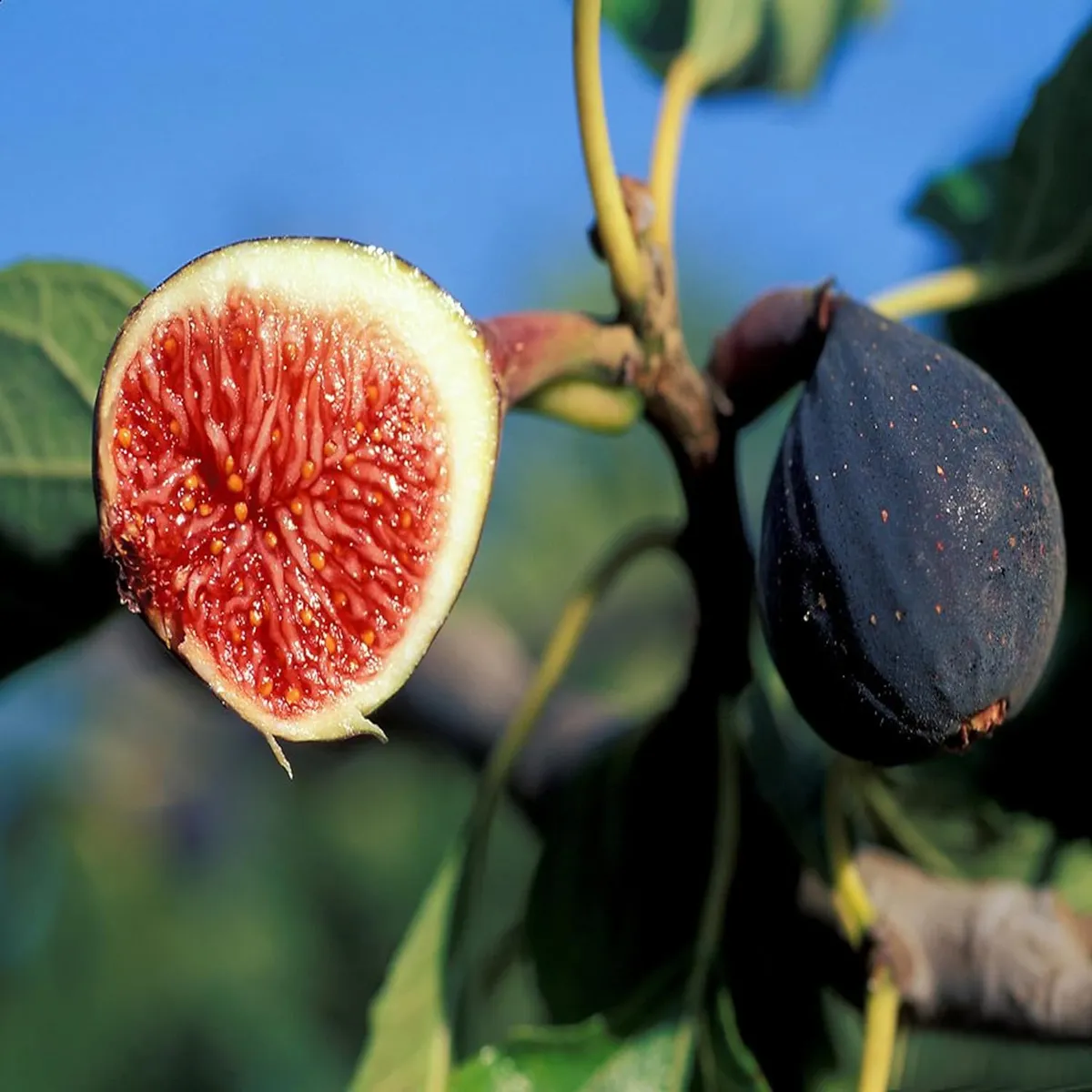 Black Mission Fig Plant – Anjeer - Image 5