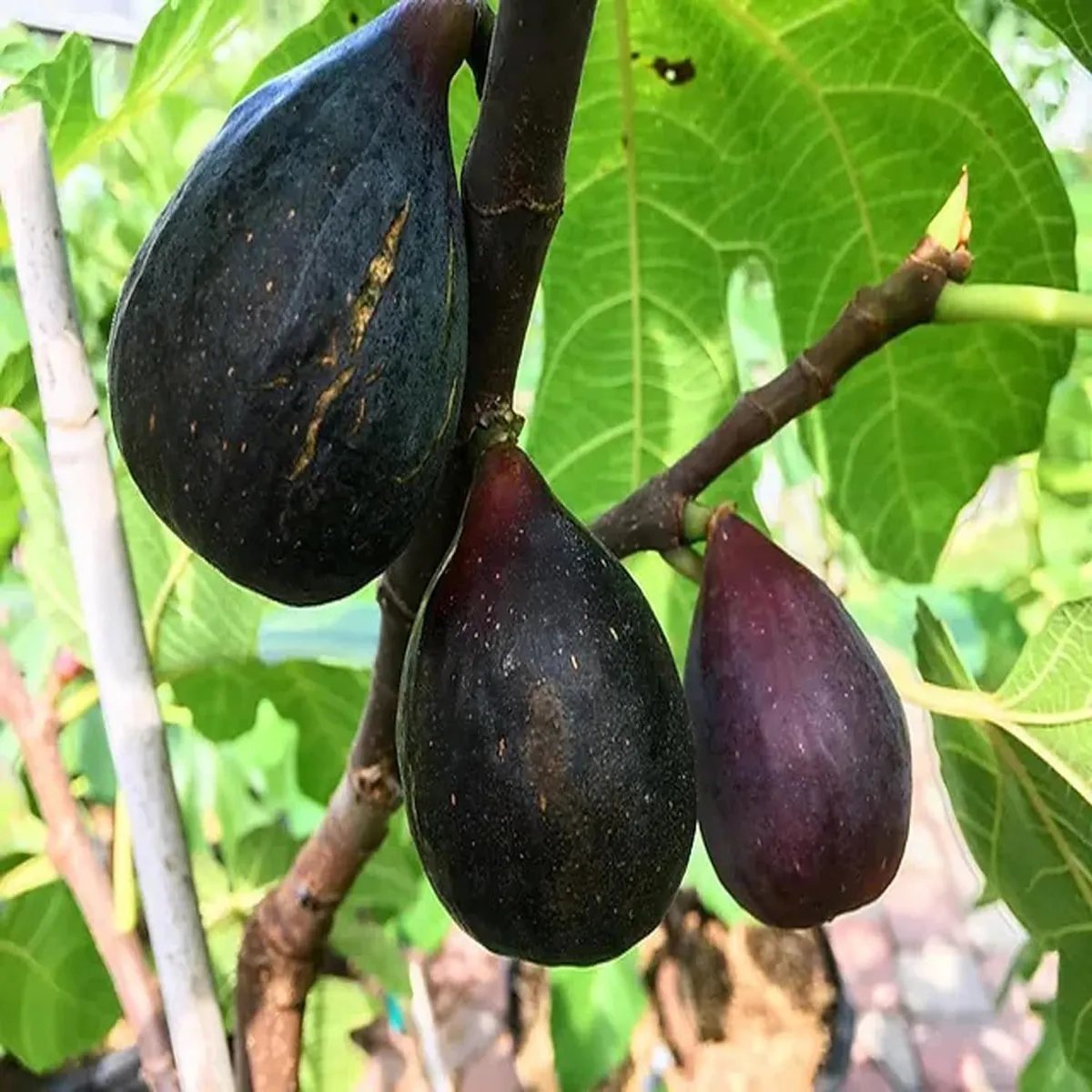 Black Mission Fig Plant – Anjeer - Image 2