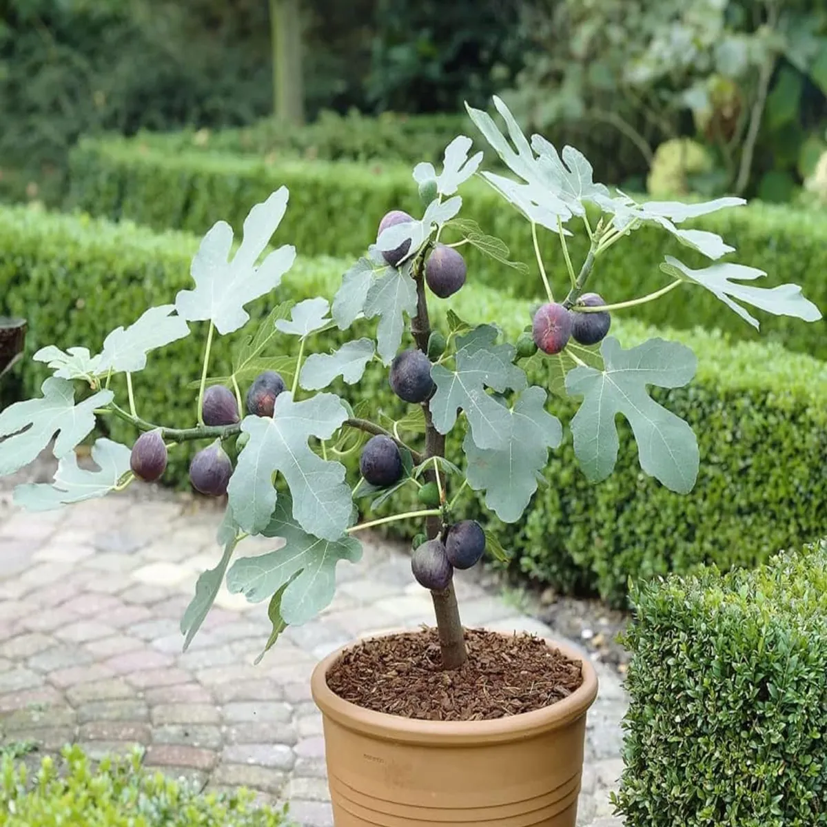 Black Mission Fig Plant – Anjeer - Image 3