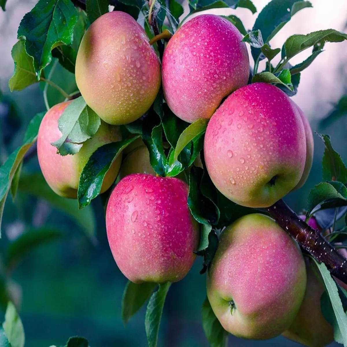 Pink Lady Apple Seb - Image 3