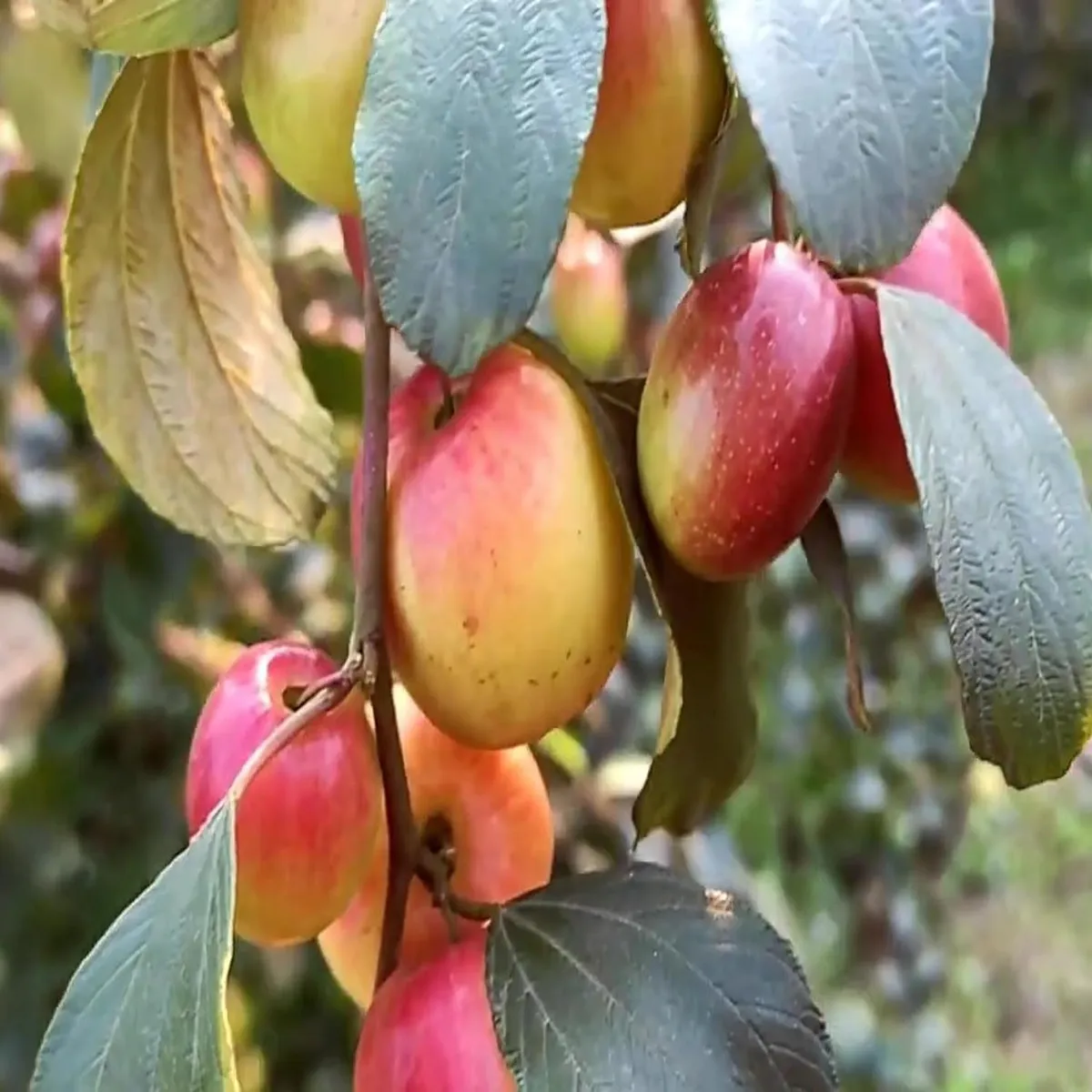 Miss India Apple Ber Plant – Jujube / Kul - Image 3