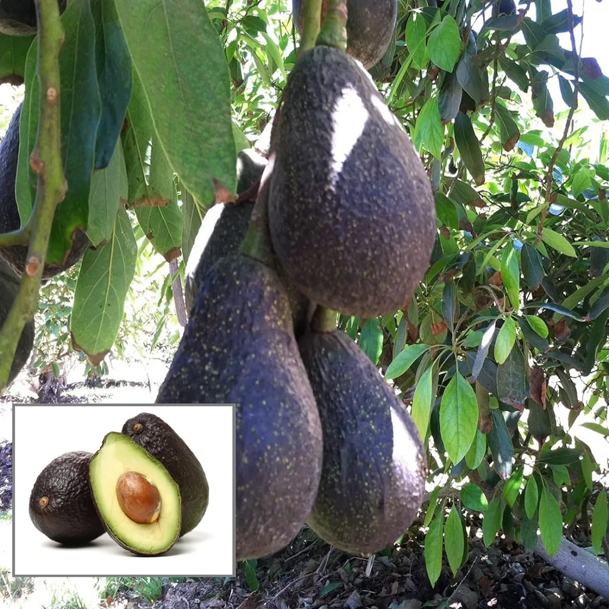 Lamb Hass Avocado Plant – Tropical Fruit Tree