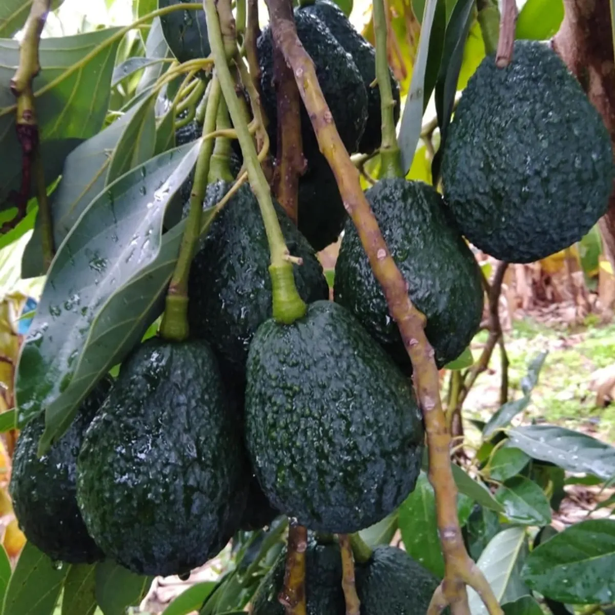 Lamb Hass Avocado Plant – Tropical Fruit Tree - Image 3