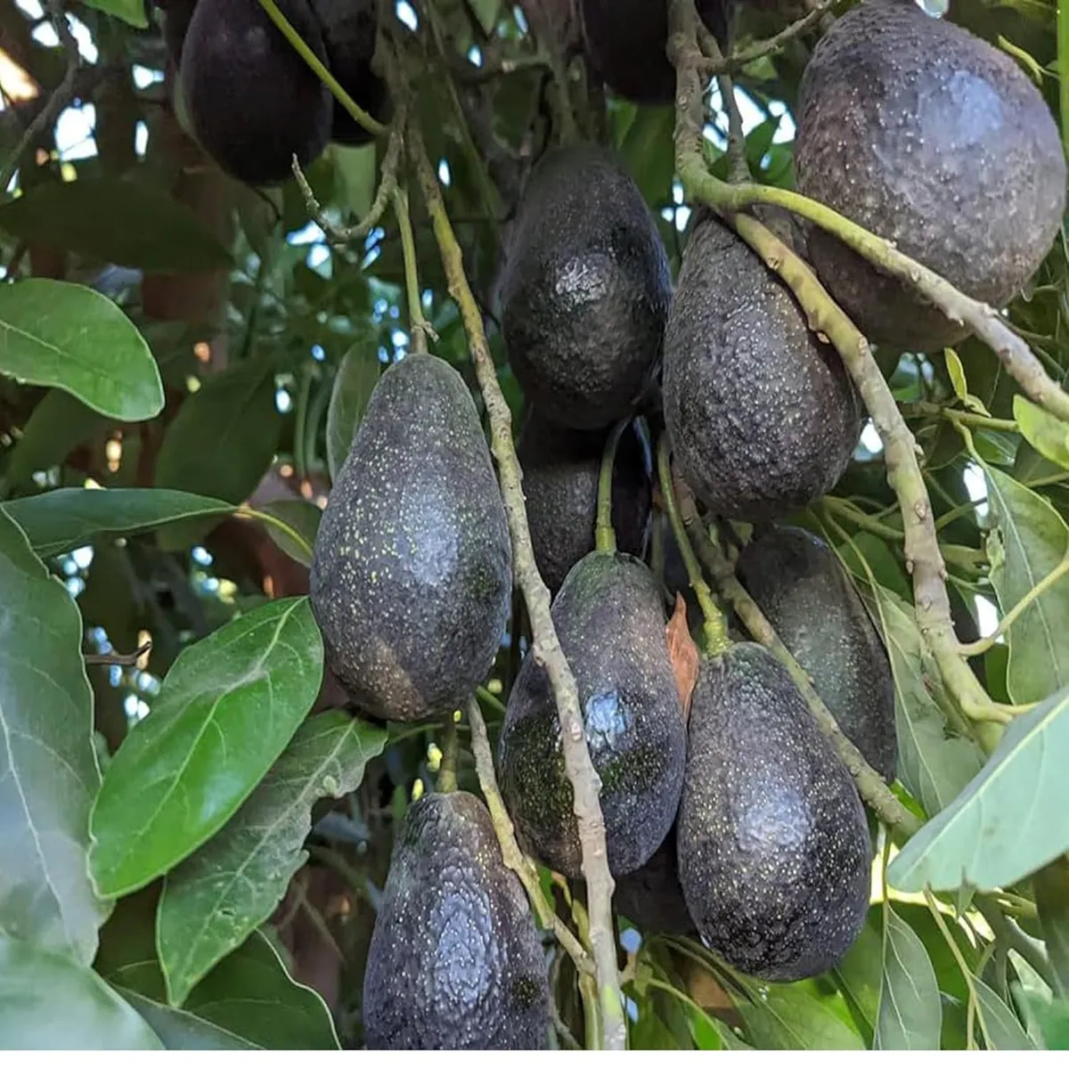 Lamb Hass Avocado Plant – Tropical Fruit Tree - Image 4