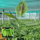 Grand Naine G9 Banana – Fruit Plant