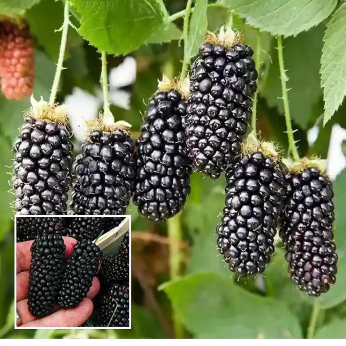 Blackberry fruit plant with ripe blackberries growing on branch in garden