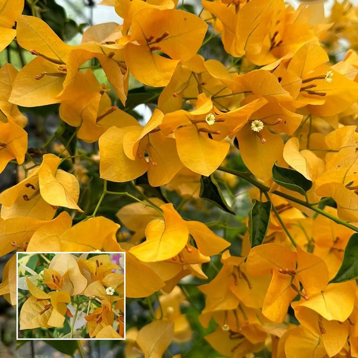 Yellow Colour Bougainvillea Kagoj Ful Shrubs – Flower Plant