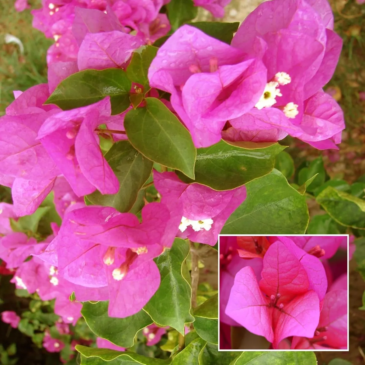 Pink Colour Bougainvillea Kagoj Ful Shrubs – Flower Plant