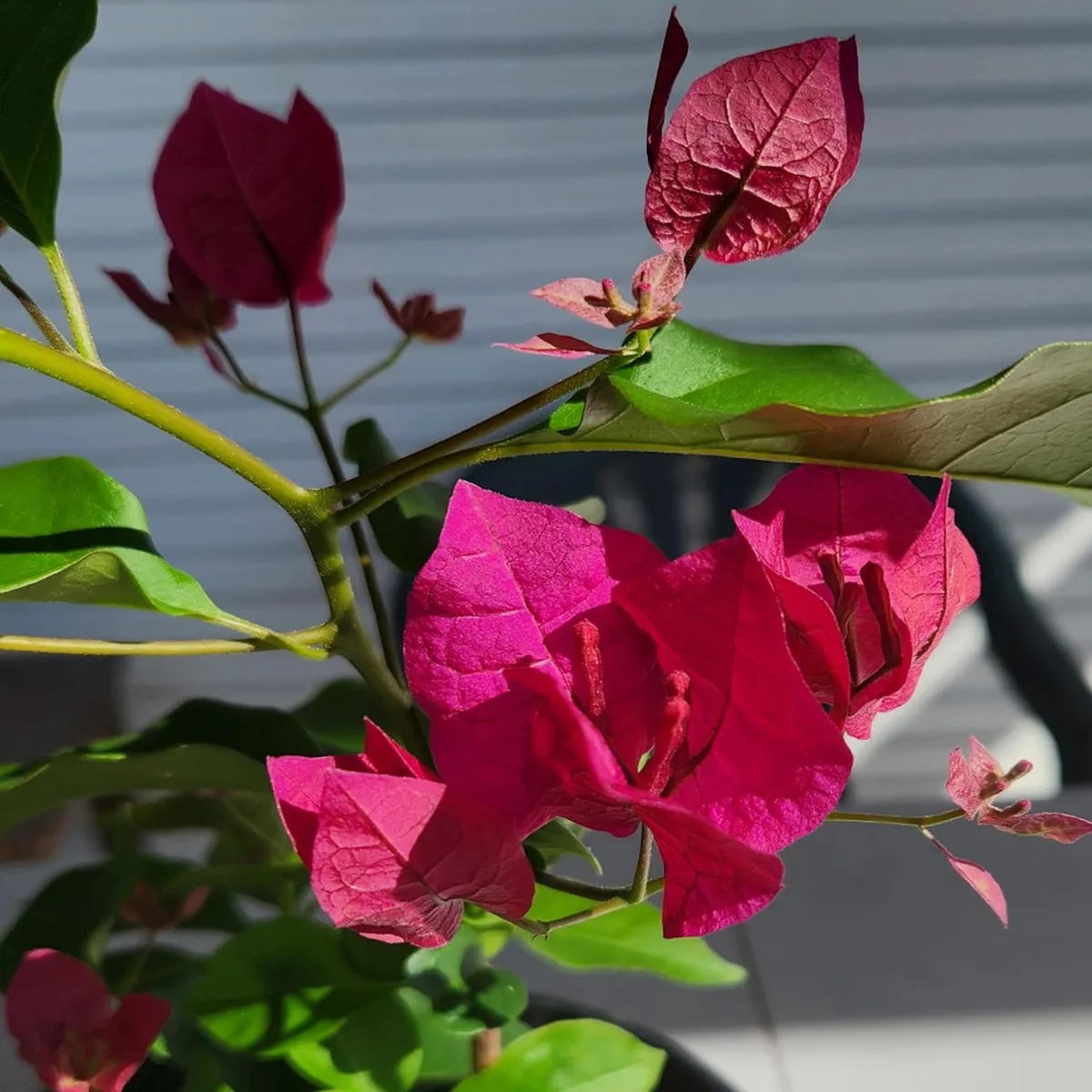 Pink Colour Bougainvillea Kagoj Ful Shrubs – Flower Plant - Image 4