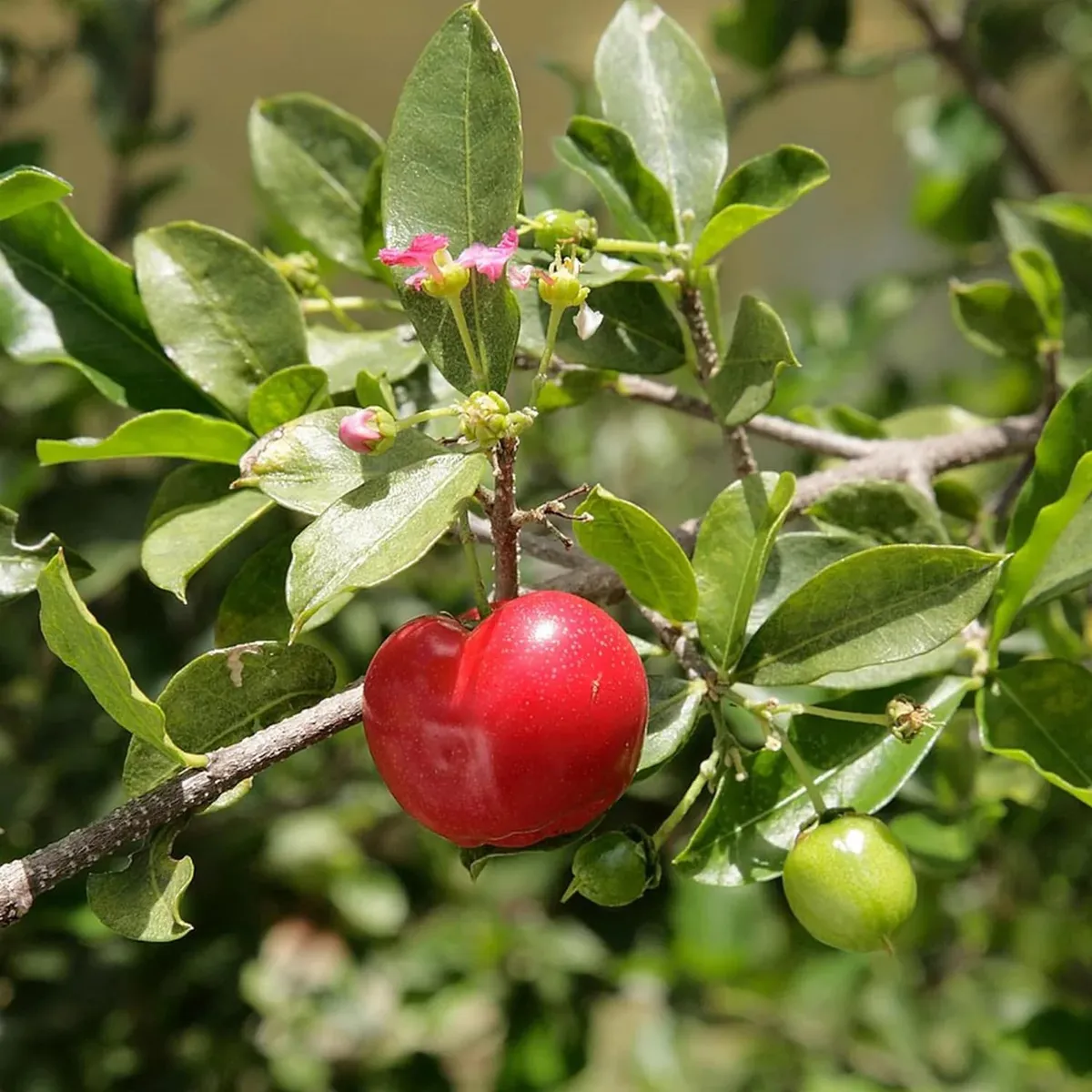 Barbados Apple Cherry – Fruit Plant - Image 3