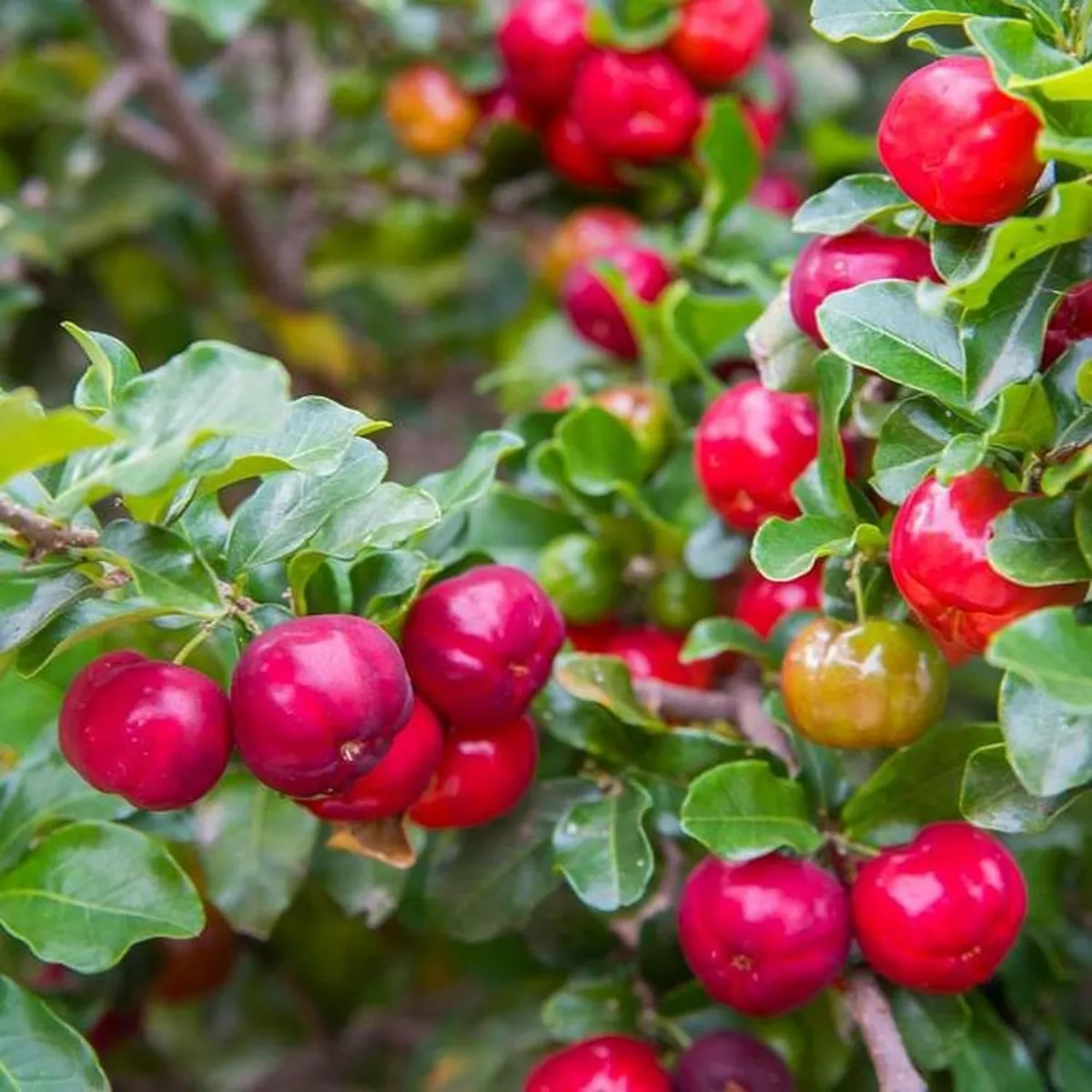 Barbados Apple Cherry – Fruit Plant - Image 4