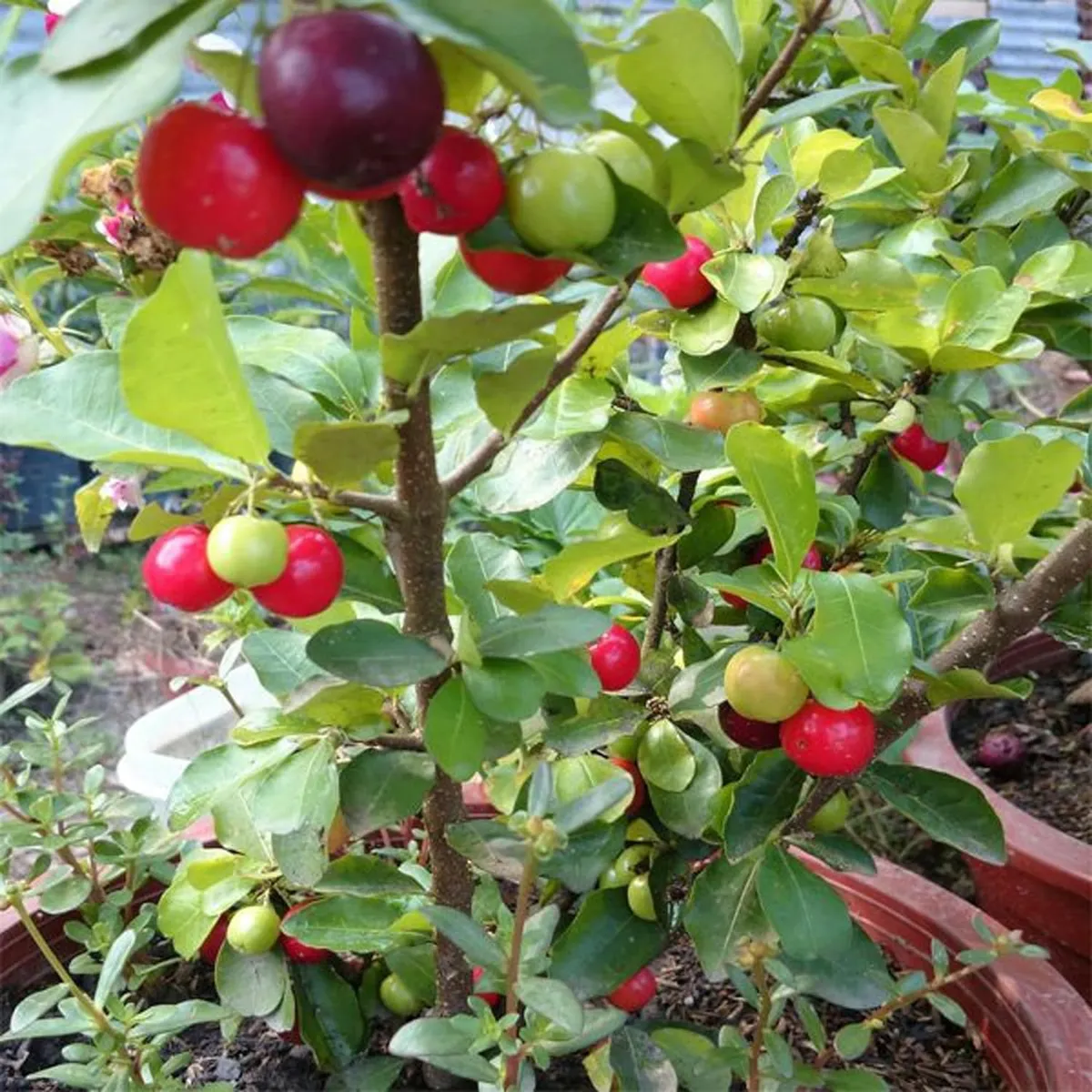 Barbados Apple Cherry – Fruit Plant - Image 5