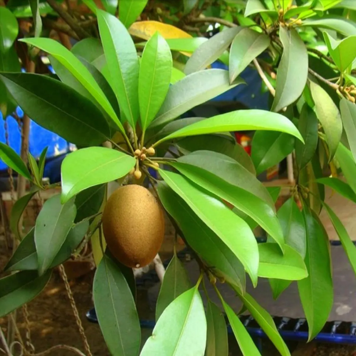 Thai Kalapatti Chikoo Sapota – Fruit Plant - Image 3