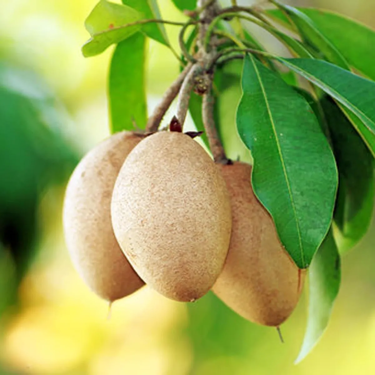 Thai Kalapatti Chikoo Sapota – Fruit Plant - Image 4