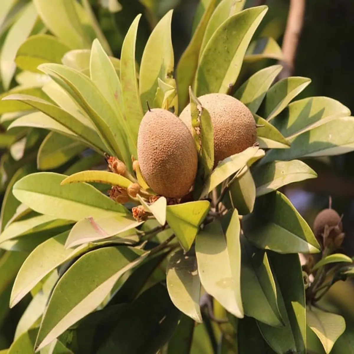 Thai Kalapatti Chikoo Sapota – Fruit Plant - Image 5