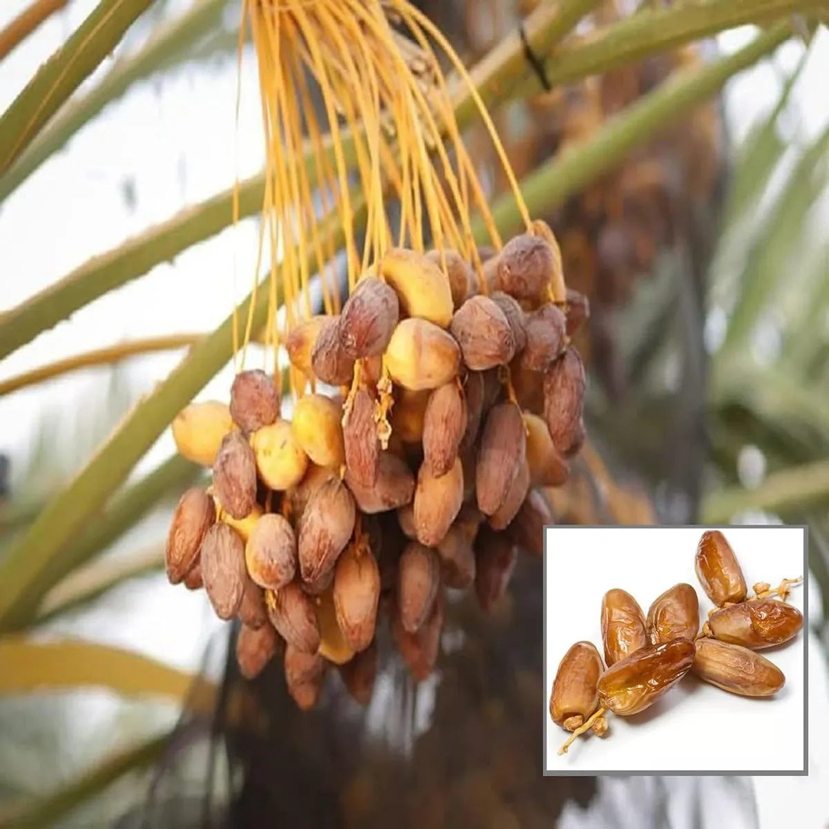 Amber Dates Palm Dwarf – Sweet Arabian Khurma Khajoor Fruit Plant