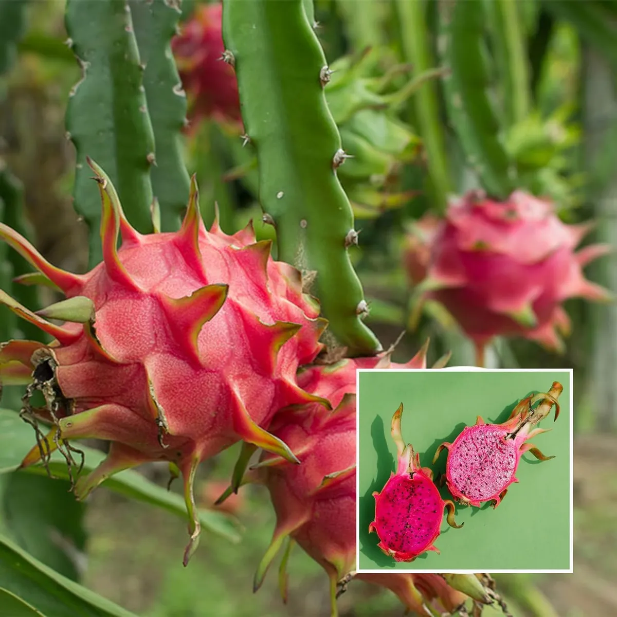 Pink Dragon Fruit Plant