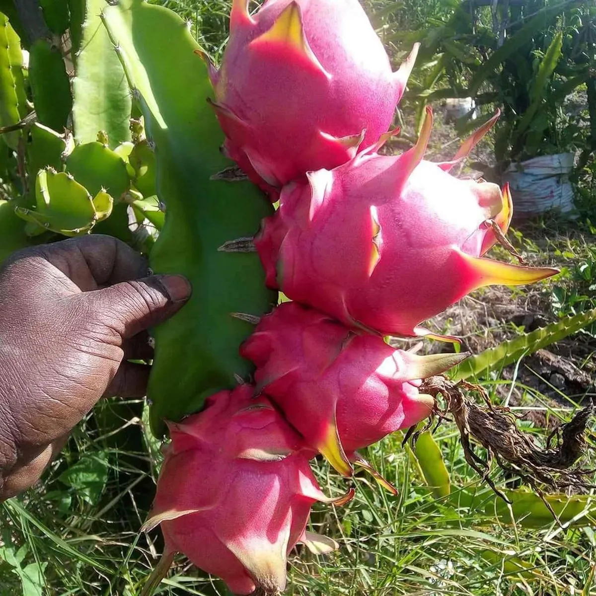Pink Dragon Fruit Plant - Image 2
