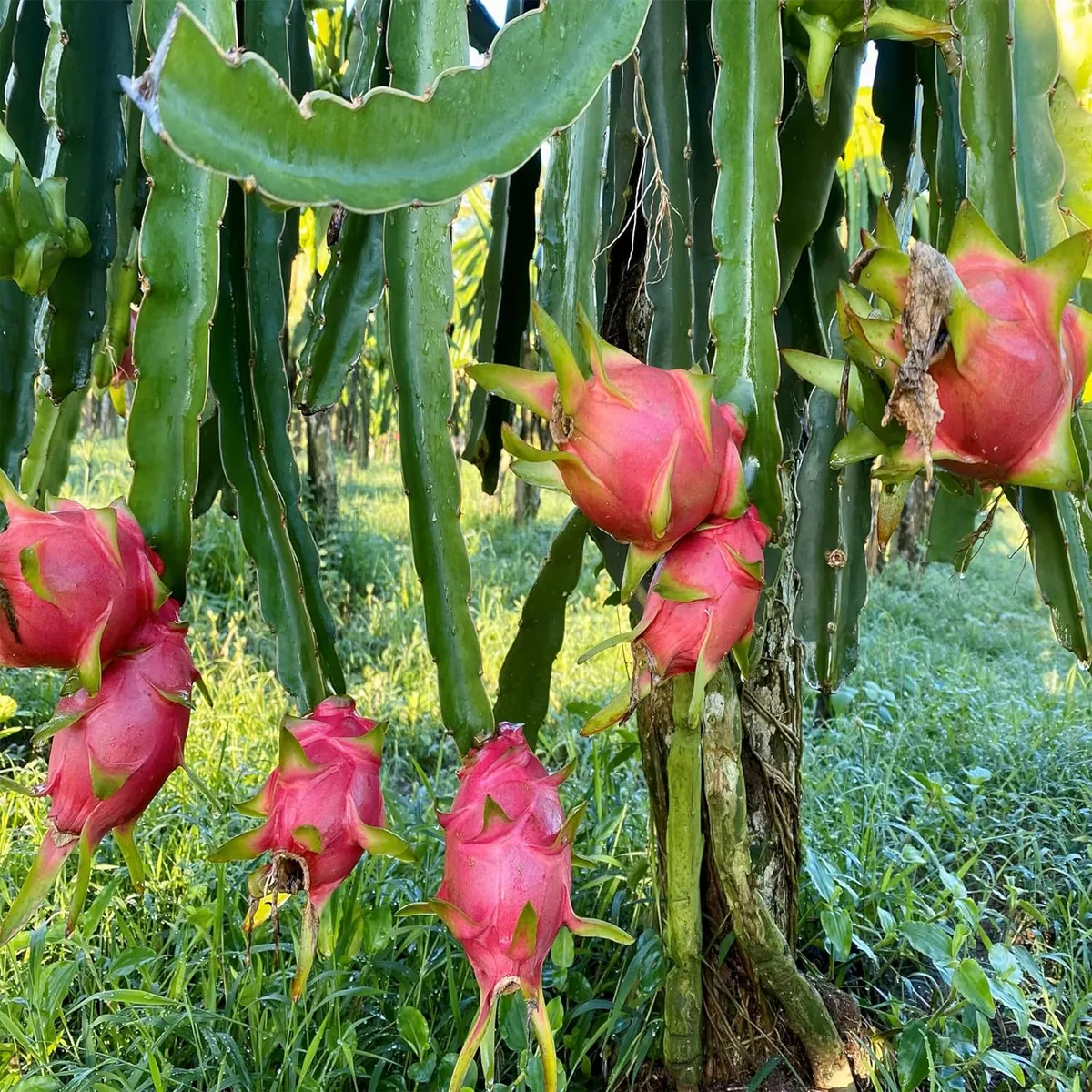 Pink Dragon Fruit Plant - Image 3