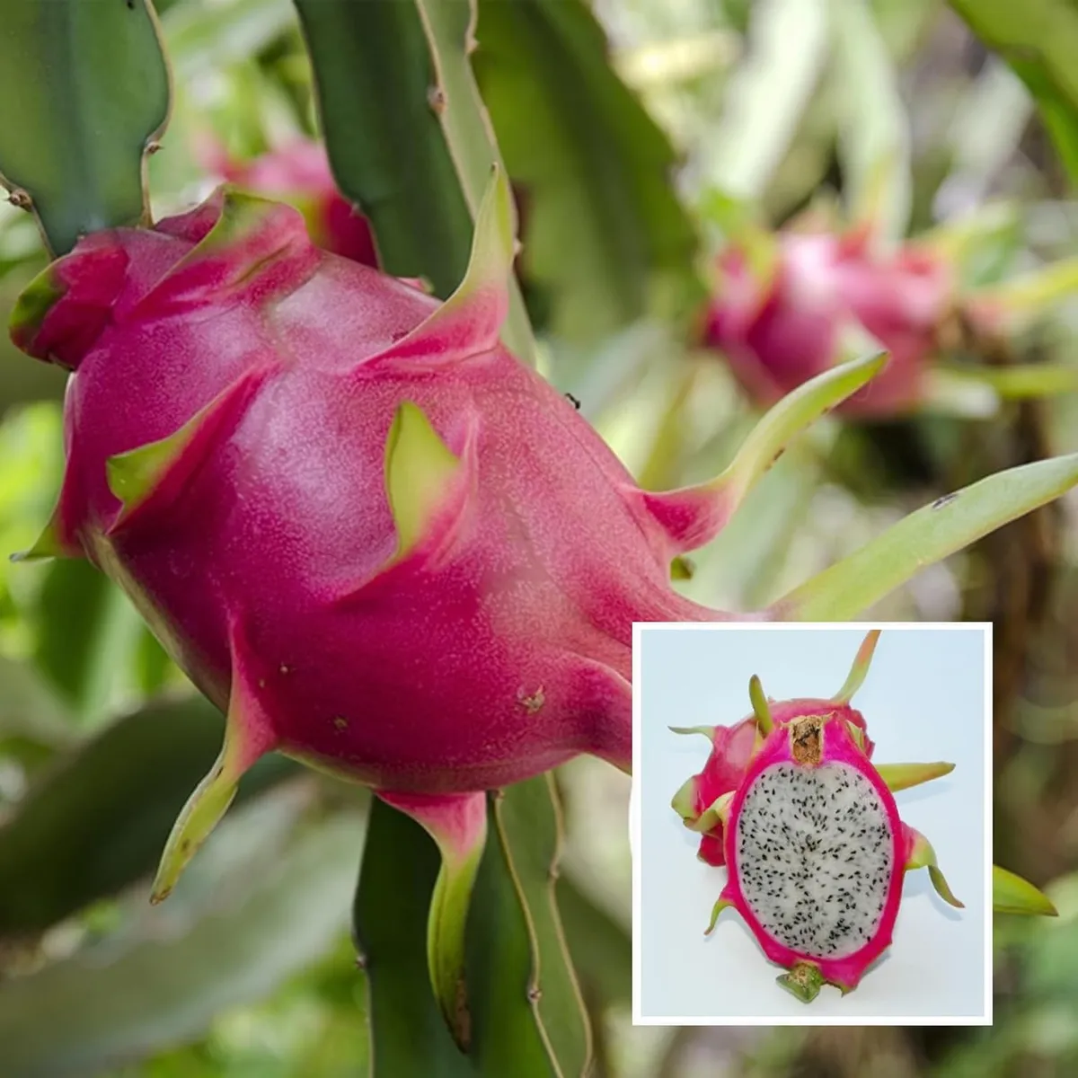 White Dragon Fruit Plant