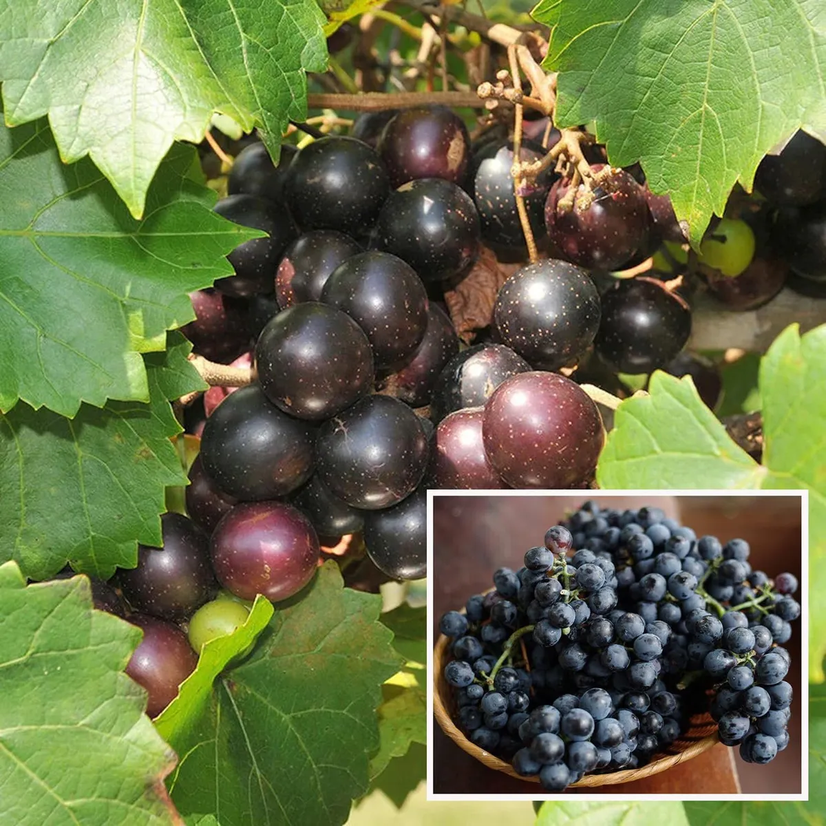 Black Grapes Plant – Angoor