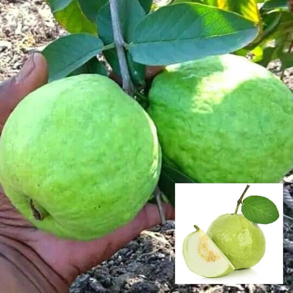 Sardar Lucknow-49 (L-49) Guava Amrood – Fruit Plant