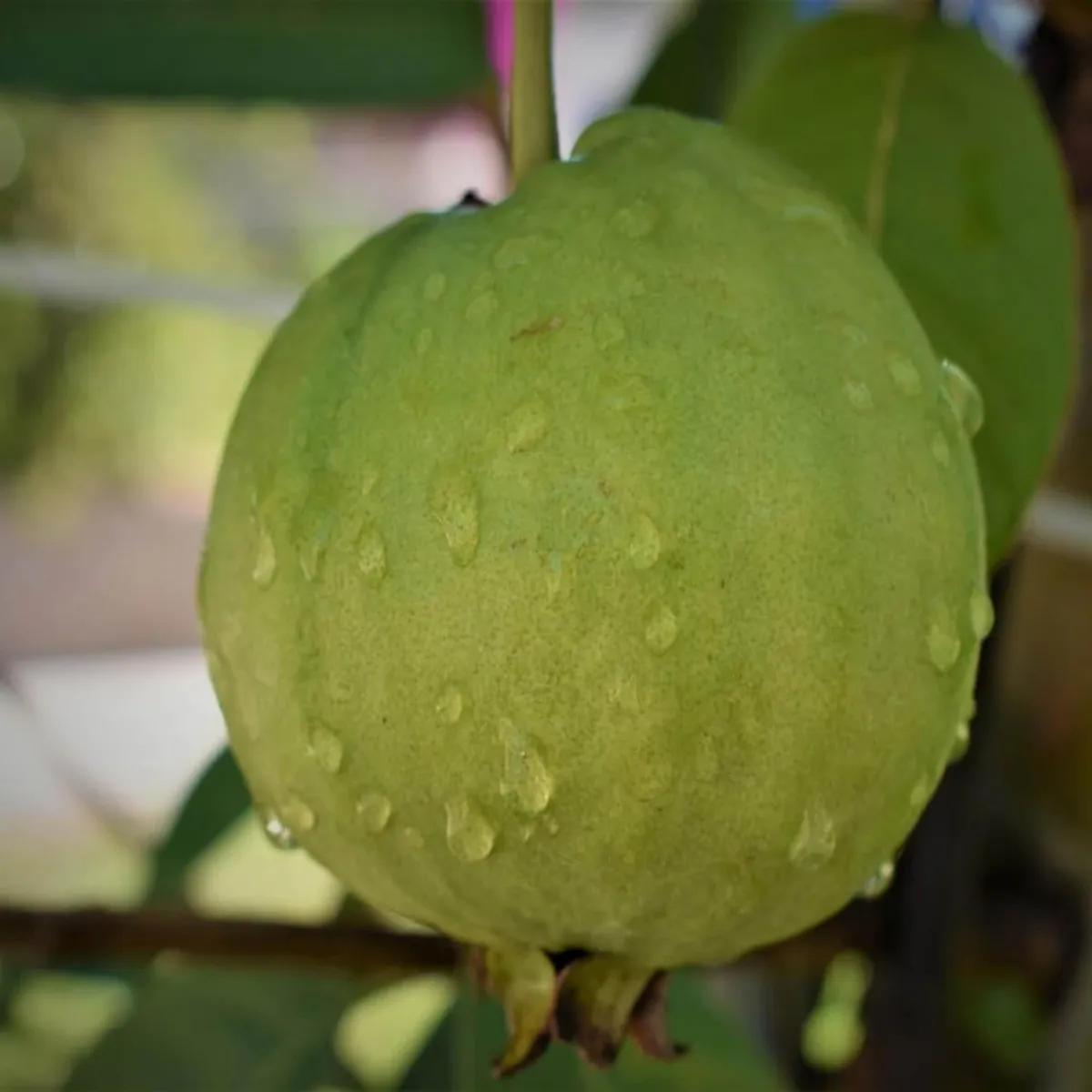 Sardar Lucknow-49 (L-49) Guava Amrood – Fruit Plant - Image 2