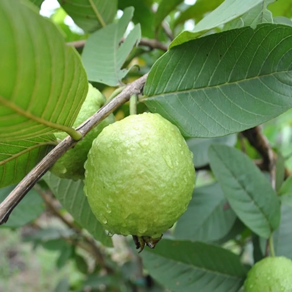 Sardar Lucknow-49 (L-49) Guava Amrood – Fruit Plant - Image 3