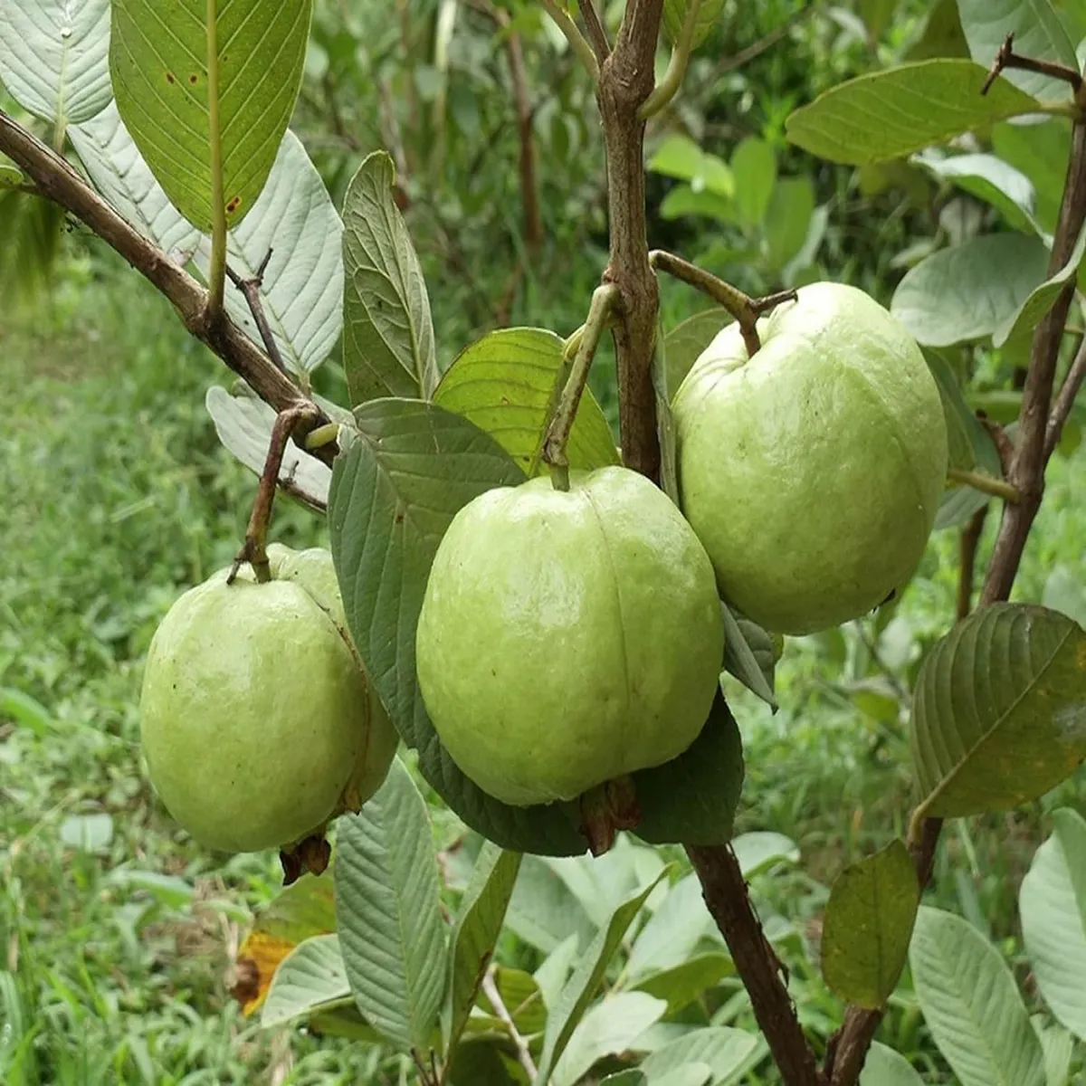 Sardar Lucknow-49 (L-49) Guava Amrood – Fruit Plant - Image 4