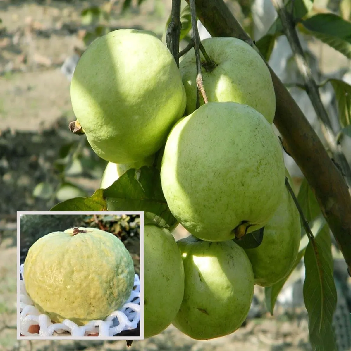 VNR Guava Amrood – Fruit Plant
