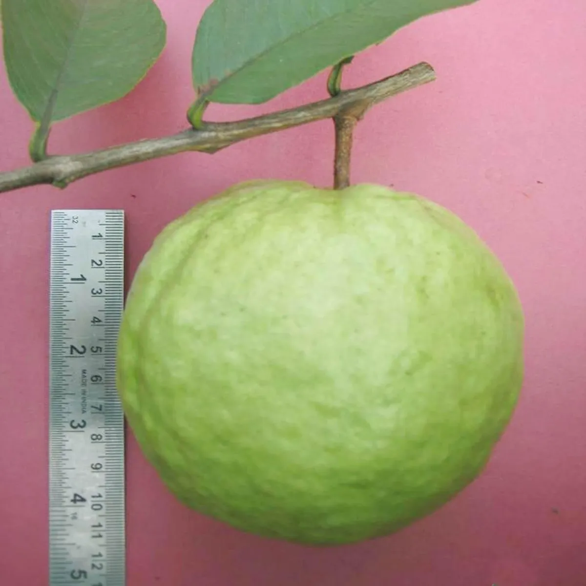 VNR Guava Amrood – Fruit Plant - Image 2