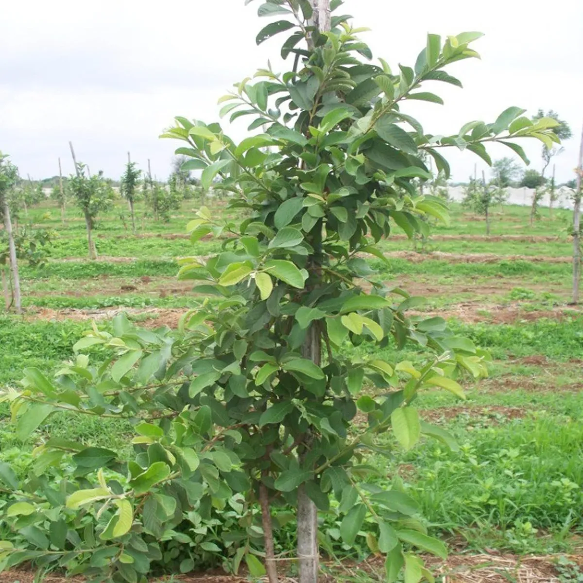 VNR Guava Amrood – Fruit Plant - Image 3