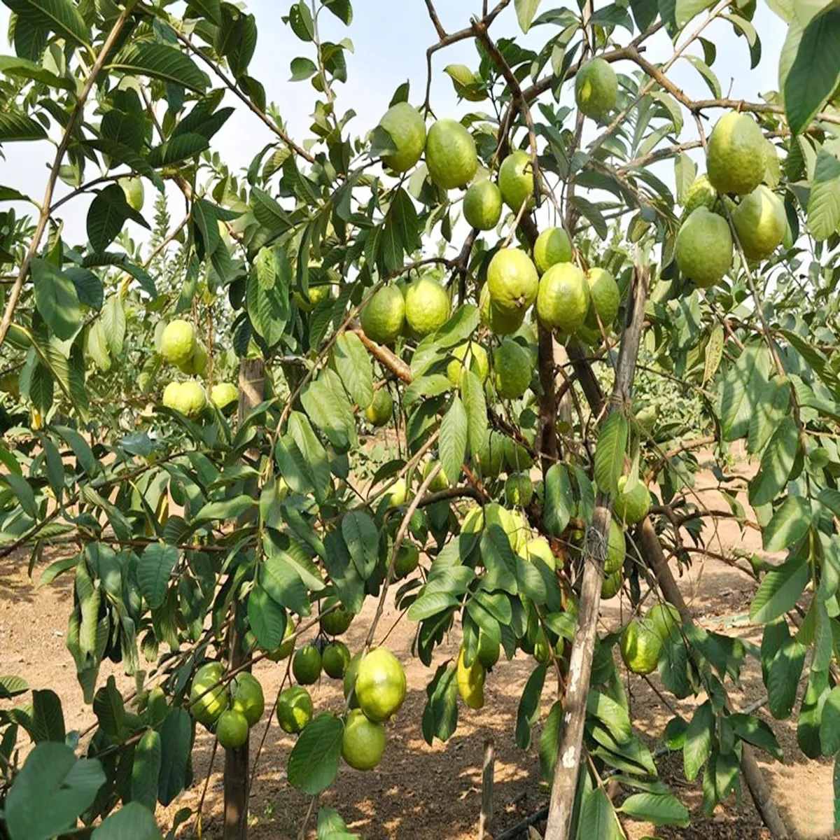 VNR Guava Amrood – Fruit Plant - Image 4