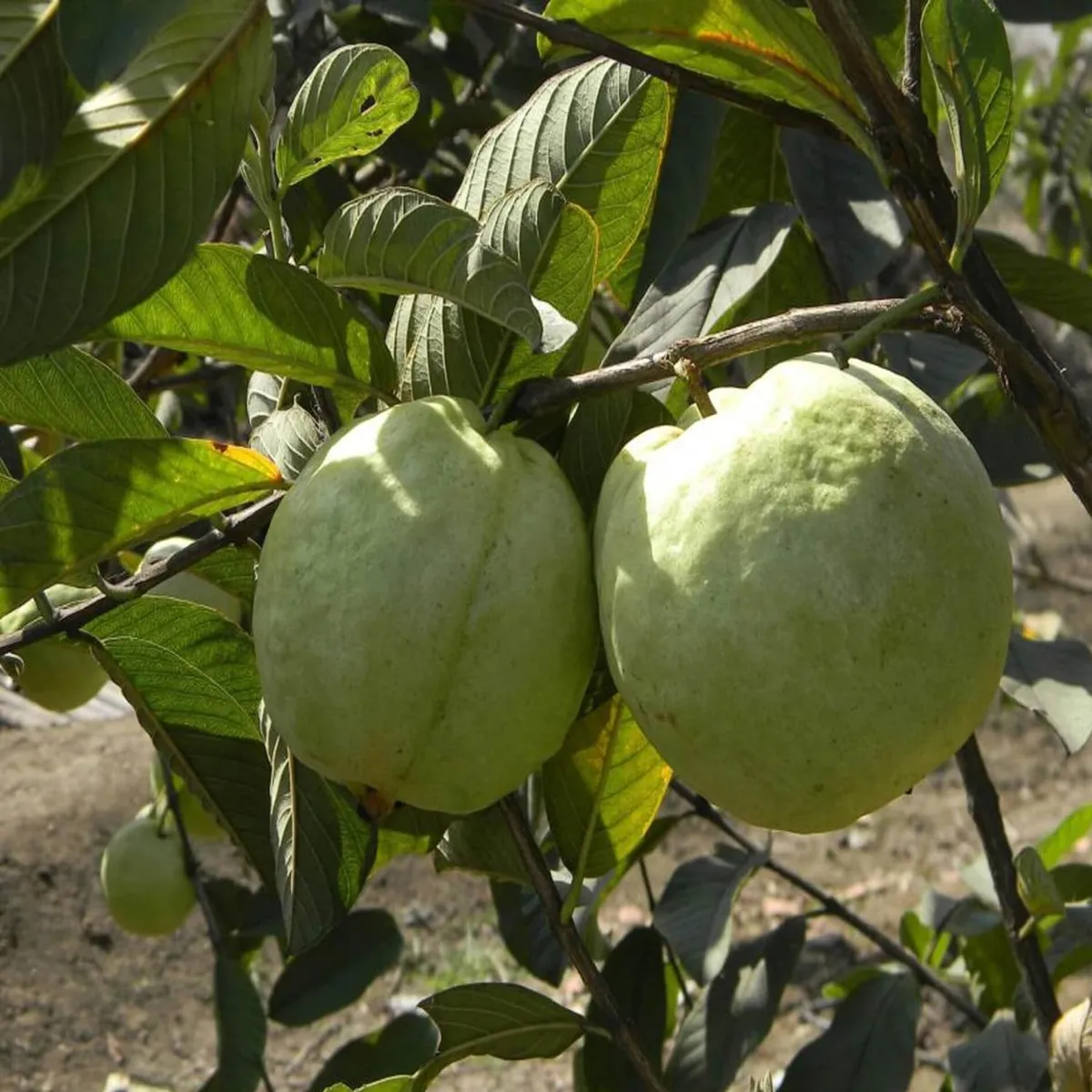 VNR Guava Amrood – Fruit Plant - Image 5