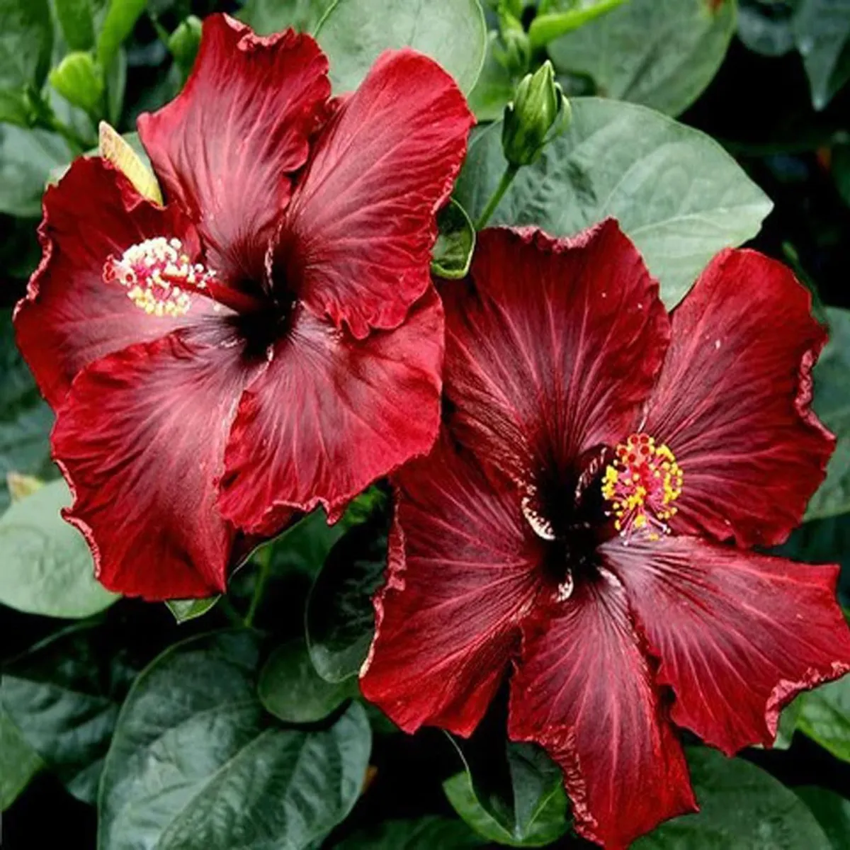 Red Colour Hybrid Hibiscus Joba - Image 2