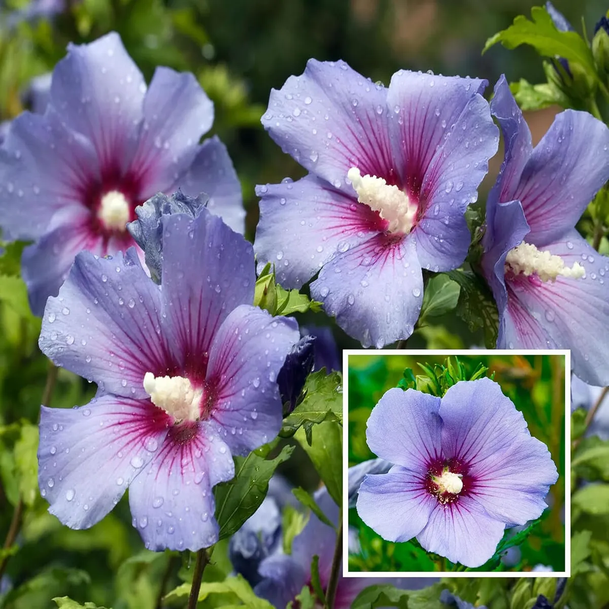 Purple Colour Hybrid Hibiscus (Joba)