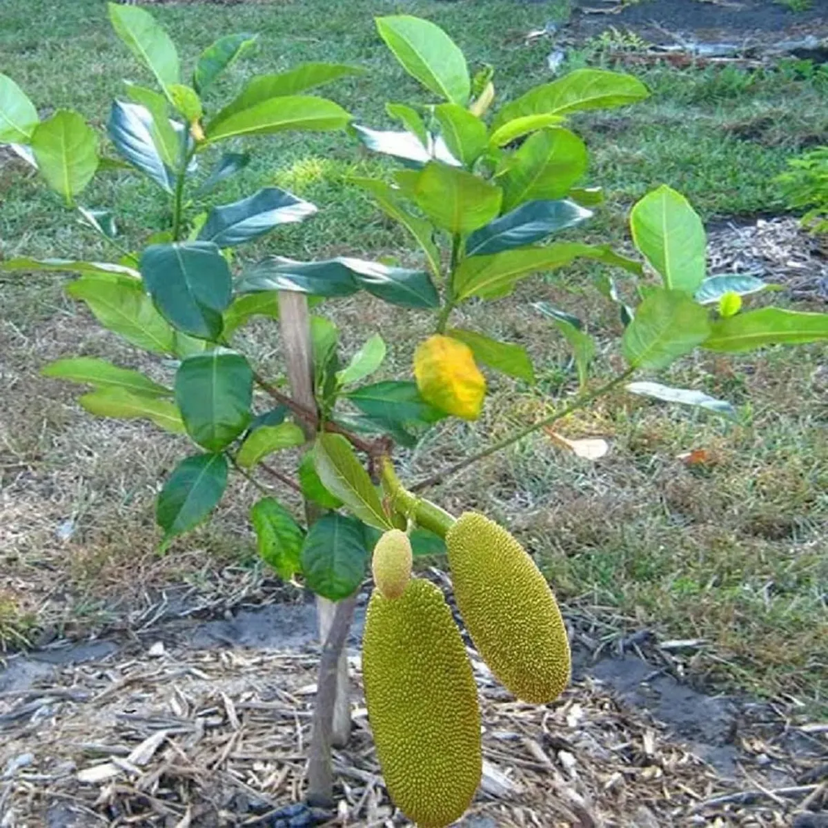 All Time Jackfruit Plant - Image 4