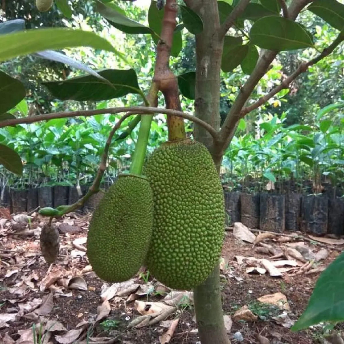 All Time Jackfruit Plant - Image 3