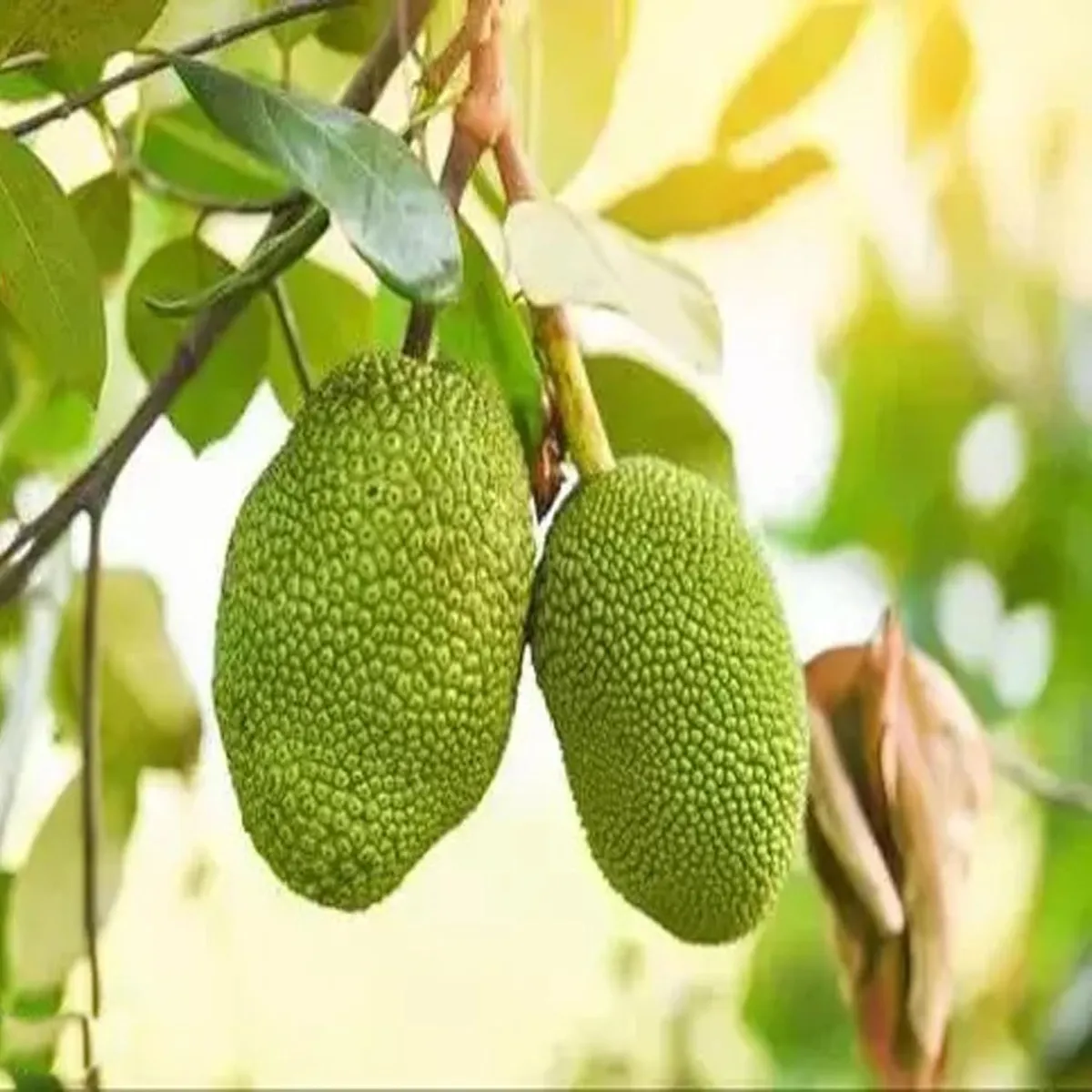 All Time Jackfruit Plant - Image 2