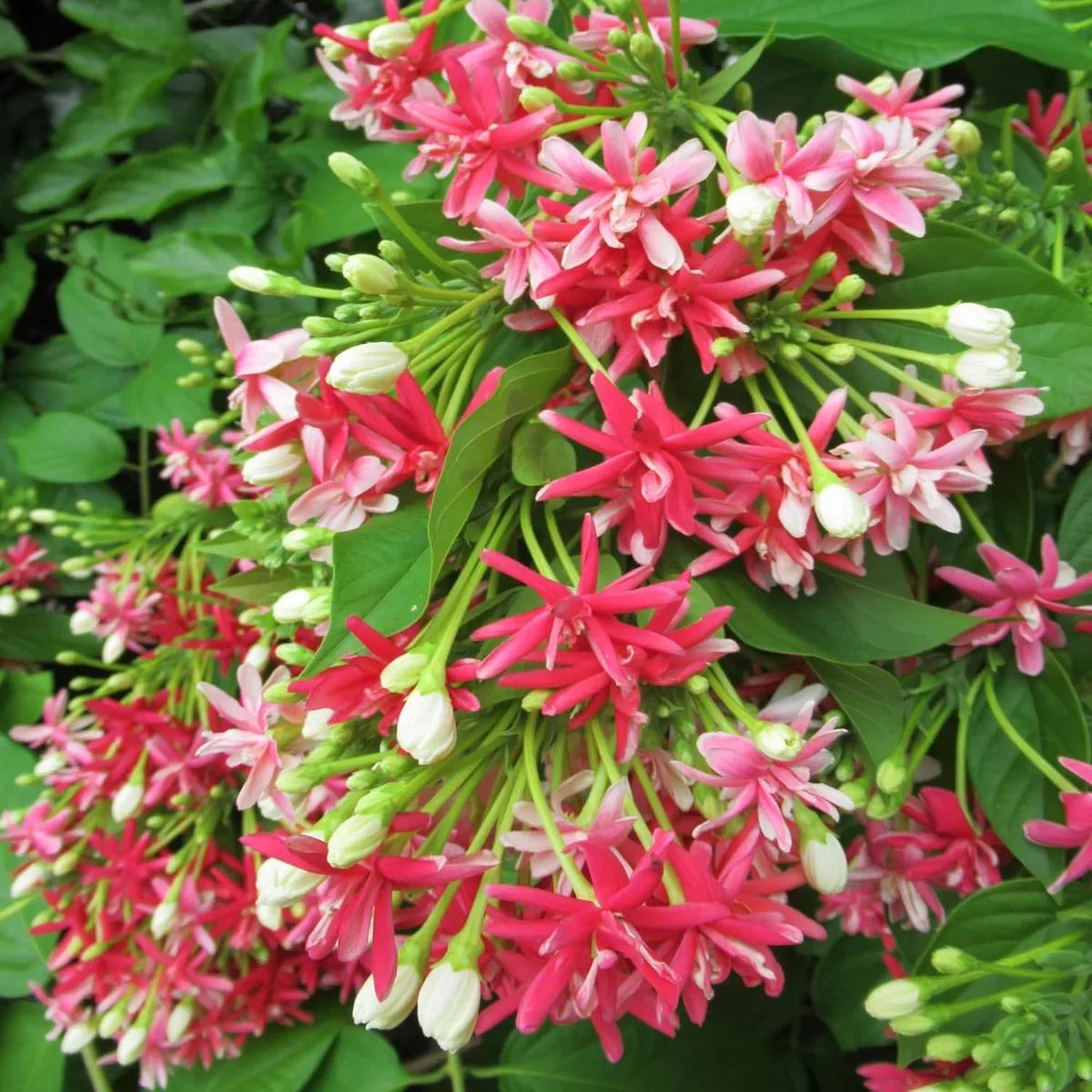 Madhumalti Dwarf Plant – Rangoon Creeper Organic Flower - Image 3