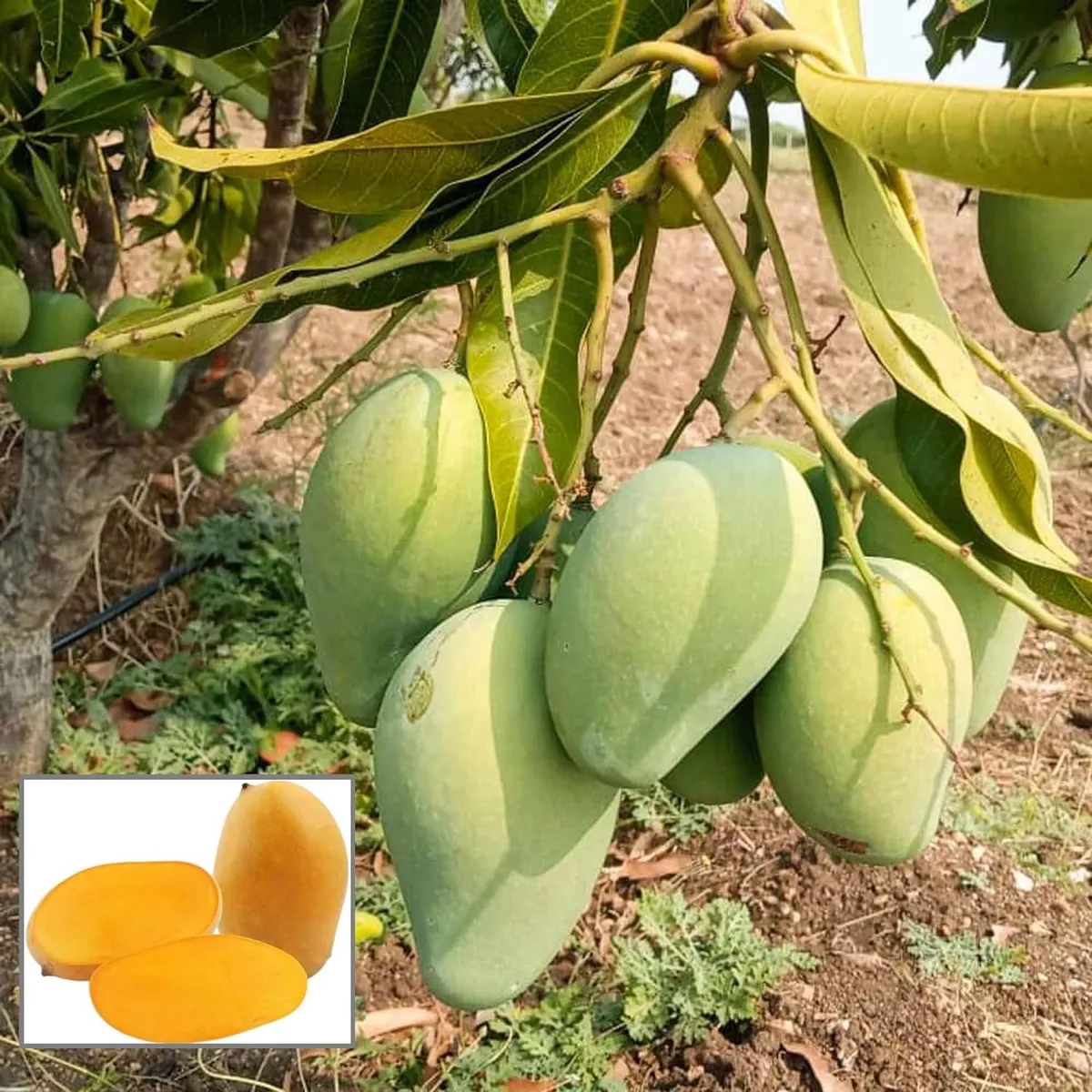 Mallika Mango Plant